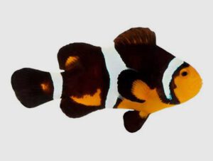 Fancy Ocellaris Clownfish