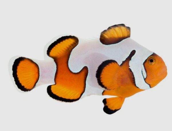 Gladiator Clownfish