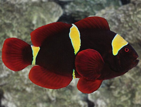 Gold Stripe Maroon Clownfish