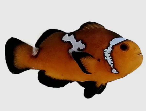 Lightning Mochaccino Clownfish