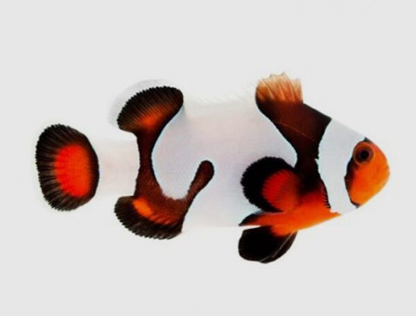 Mocha Gladiator Clownfish