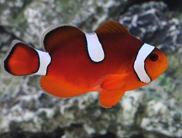 Misbar Blood Orange Clownfish