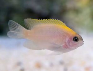 Pink Smith Damselfish