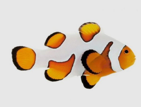 Premium Gladiator Clownfish