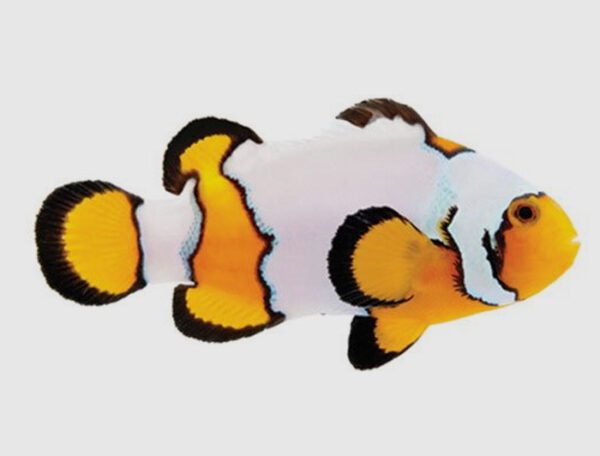 Premium Snowflake Clownfish