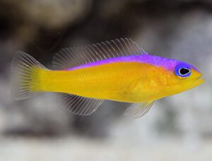 Purple Striped Dottyback