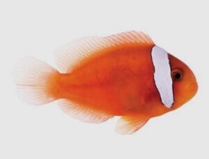 Ruby Clownfish