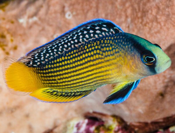 Splendid Dottyback