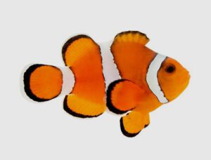 Stubby Clownfish