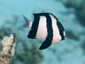 Three Stripe Damselfish