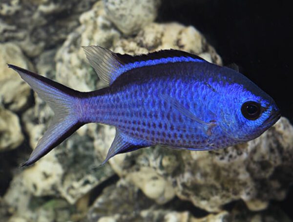 Blue Reef Chromis