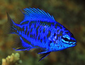 Springerii Damselfish