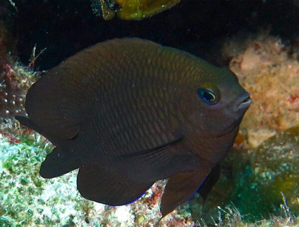 Dusky Damselfish