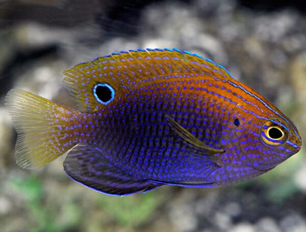 Ocellate Damselfish