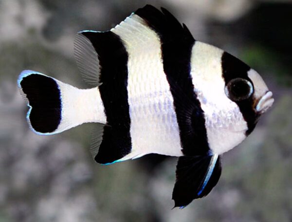 Four Stripe Damselfish