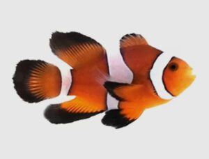 Orange Roundtail Longfin Clownfish