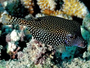 Black Boxfish Female