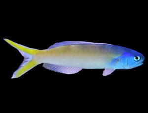 Blue Jaw Tilefish