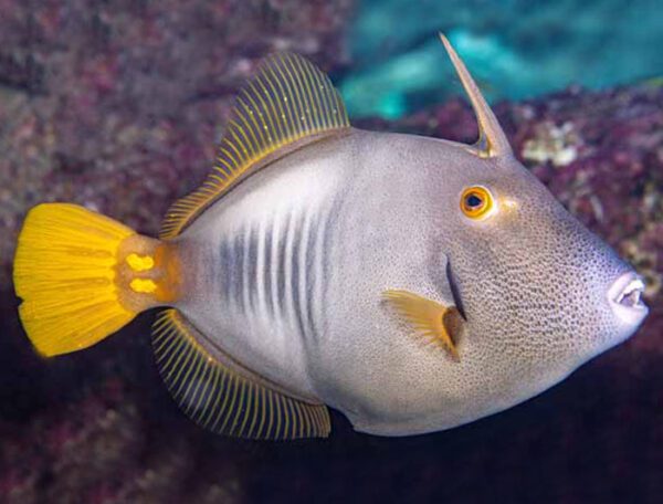 Clown Filefish