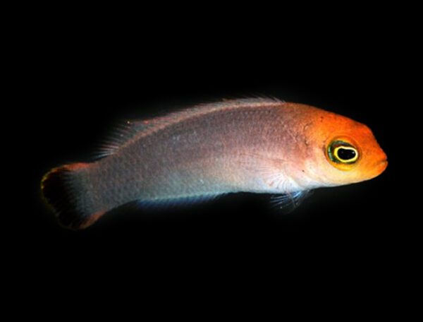 Elongate Dottyback