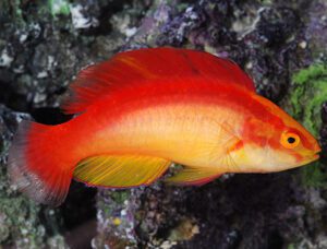 Flame Wrasse