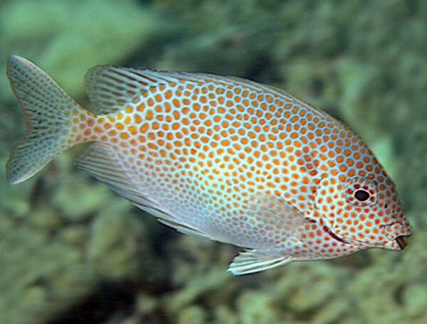 Gold Spotted Rabbitfish