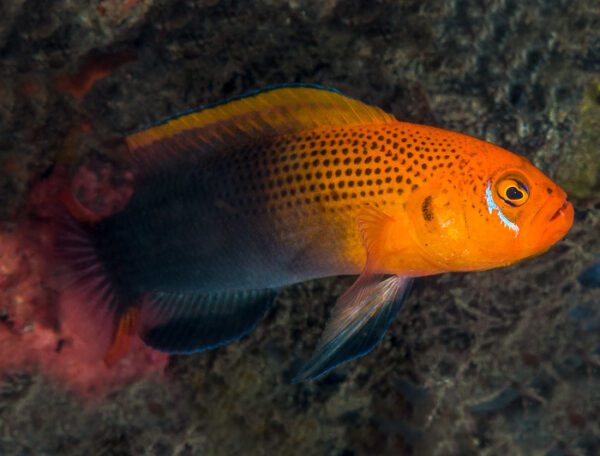 Lyretail Dottyback