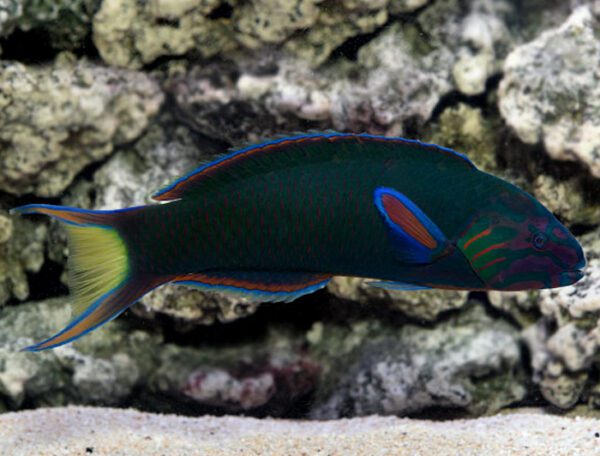 Lyretail Wrasse