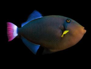 Pink Tail Triggerfish