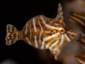 Radial Filefish