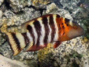 Red Breast Maori Wrasse