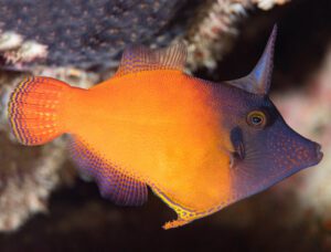 Blackheaded Filefish