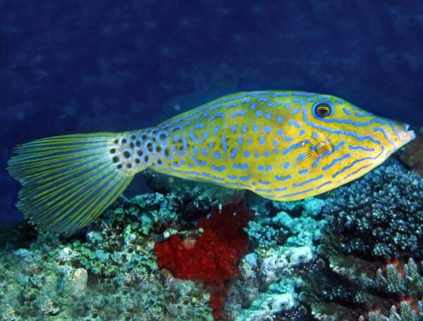 Scrawled Filefish