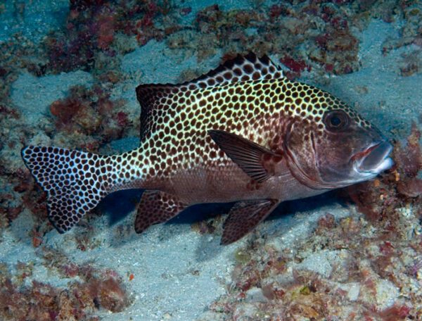 Spotted Sweetlips Adult