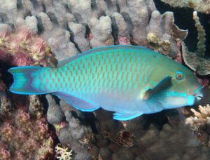 Steephead Parrotfish