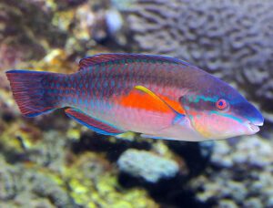 Striped Parrotfish Adult