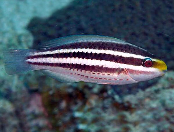 Striped Parrotfish Juv