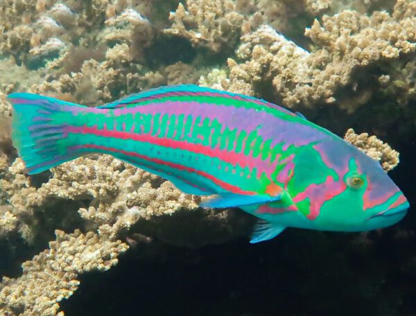 Surge Wrasse