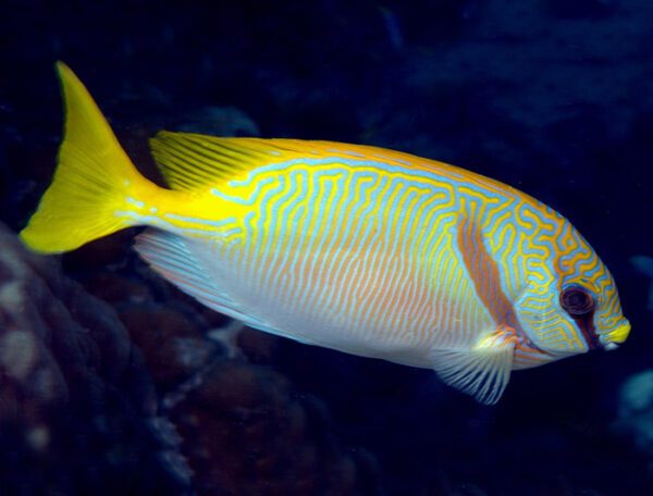 Two Barred Rabbitfish