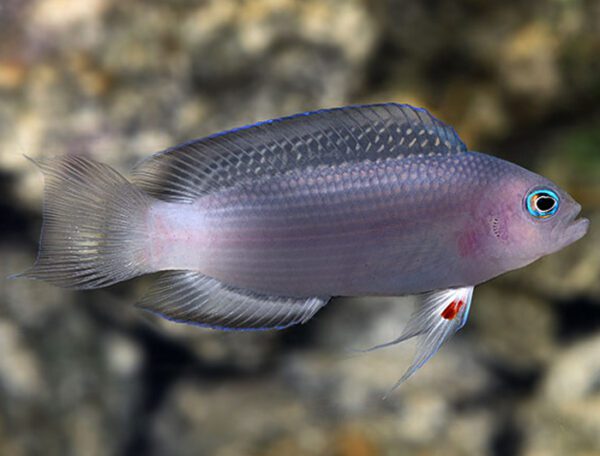 Whitetail Dottyback