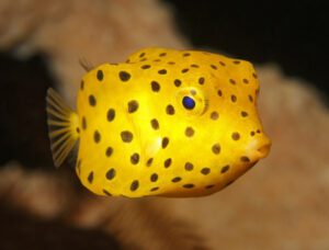 Yellow Boxfish