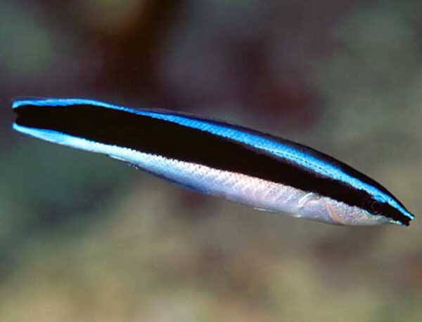 African Cleaner Wrasse