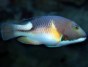 Anchor Tusk Wrasse