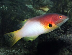 Axilspot Hogfish