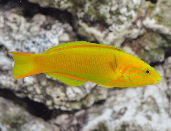 Banana Sunset Wrasse