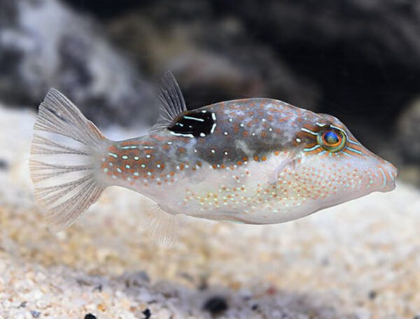 Bennet's Sharpnose Puffer