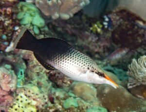 Black Bird Wrasse