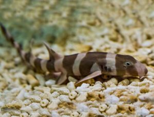 Brown Banded Cat Shark