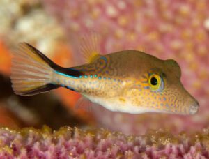 Caribbean Sharpnose Puffer