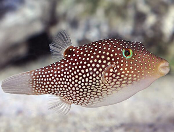 Spotted Puffer (Central America)